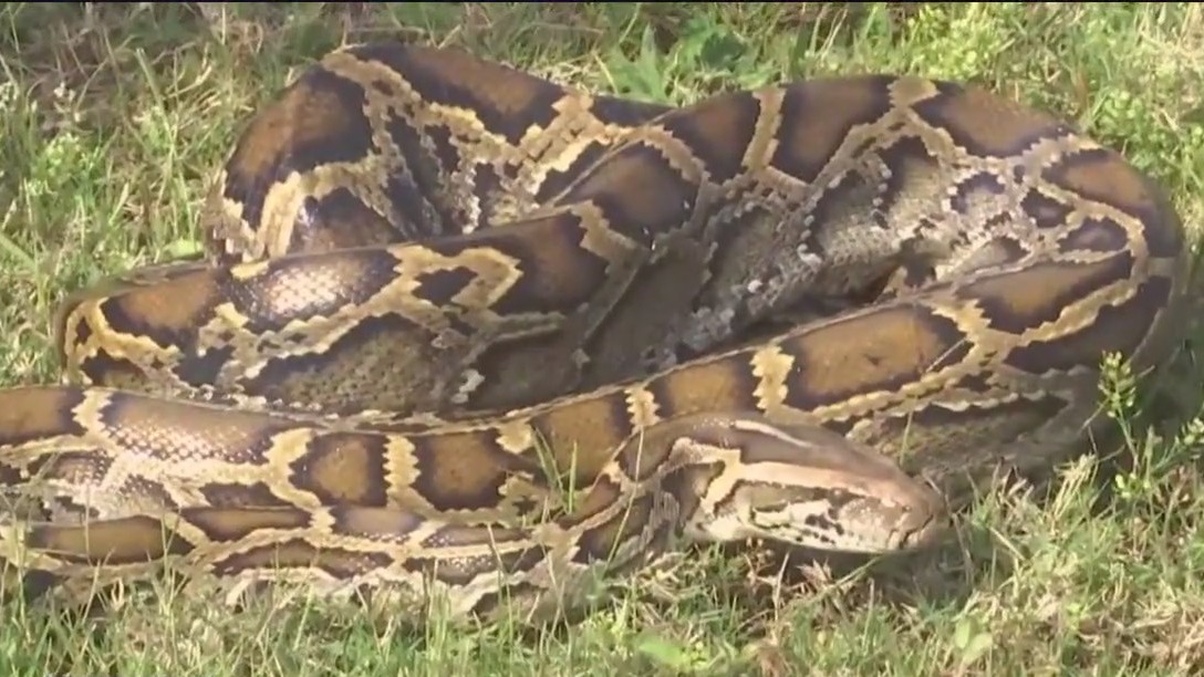 Invasive snake spreading parasite to native snakes